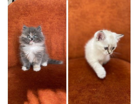 British Longhair Ve Shorthair Güzellikler