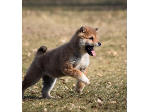 Minyatür Shiba İnu Orange Yavru