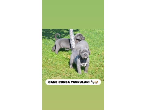 Dev Cane Corso Köpeği Yavruları