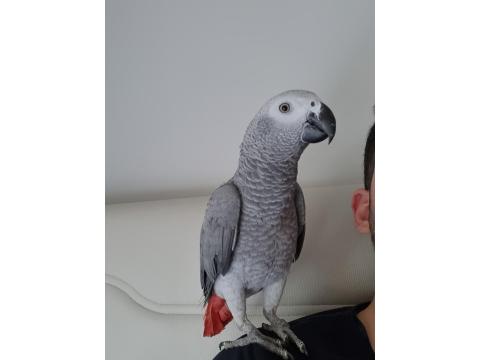 Full Evcil Yavru Jako Papağanı