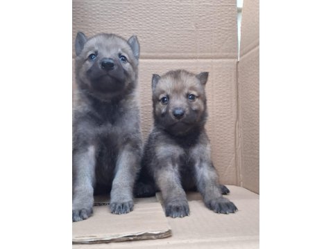 Safkan Üreticiden Anne İle Baba Şecereli Wolfdog Yavrular