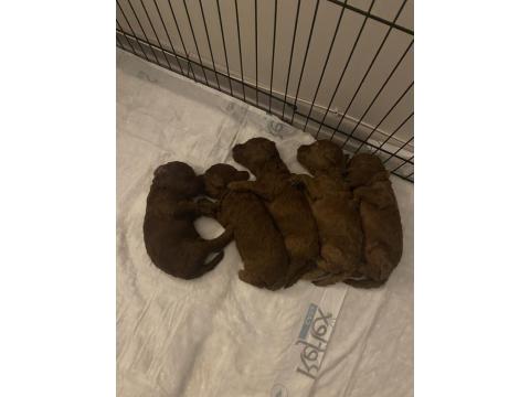 Toy Poodle Ev Doğumlu 35 Günlük Bebekler