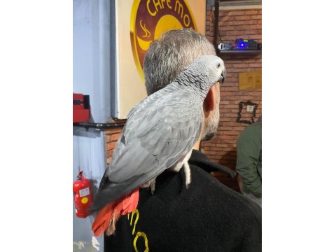 Yakışıklı Jako Oğlum Yeni Ailesini Arıyor