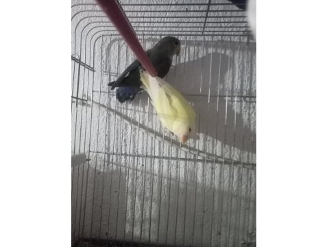 Yavru Çift Sevda Papağanı