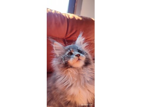 Eşsiz Renkleri Ve Dopdolu Şecereleri İle Safkan Maine Coon Yavrularım