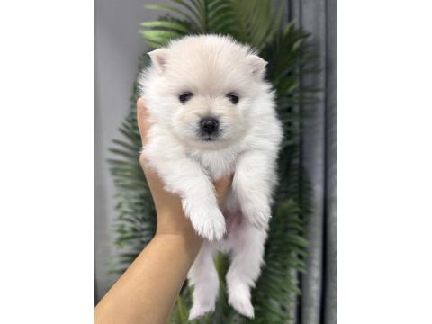 Dişi Pomeranian Köpeği