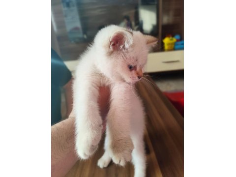 60 Günlük British Blue Point