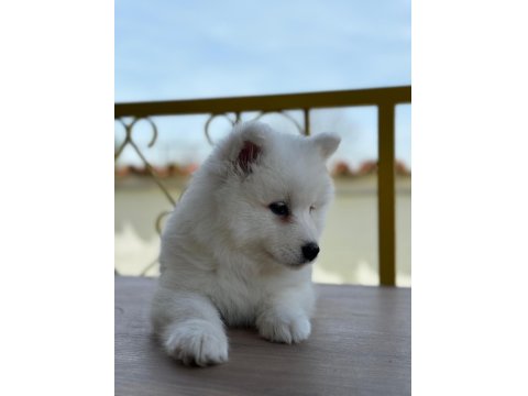 Bembeyaz Güzellik Safkan Samoyed Yavrusu
