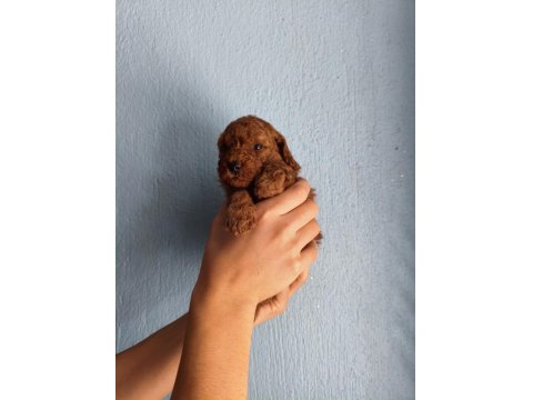 Toy Poodle Köpeğimiz