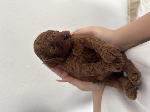 Dark Brown Teacup Poodle Aşılı