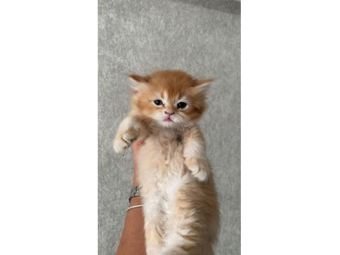 A Kalite British Yavrularımız Yeni Yuvalarına Kavuşmayı Bekliyor