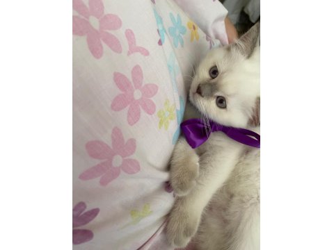 Oyuncu Ve Kaliteli British Shorthair Yavrular