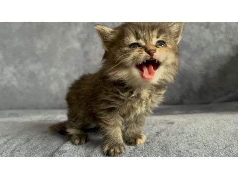 2 Aylık Yavru Dişi British Longhair