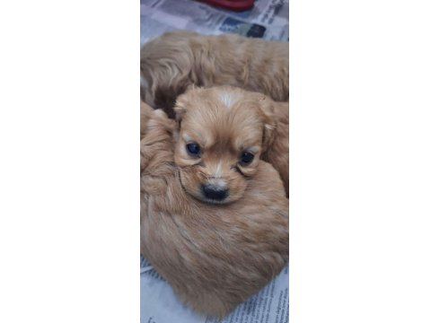 Cocker Yavrular Irk Sağlık Garantili