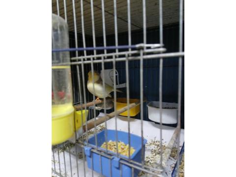 Üst Düzey Gloster Kanaryalar