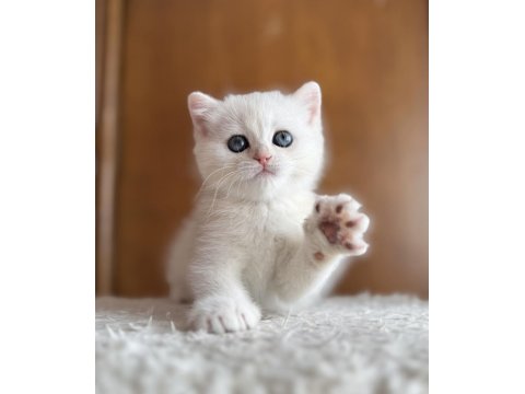 Mükemmel Kalite Silver As12 British Shorthair