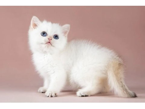 Plus Kalite Silver British Shorthair