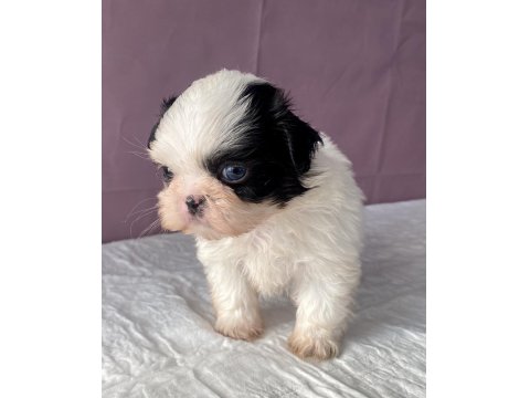 Teacup Mavi Göz Shih-Tzu Kızım