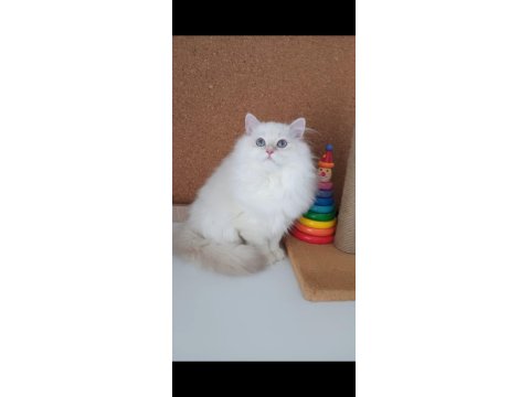 Safkan Anne Ve Babanın Wcf Onaylı British Longhair Yavruları