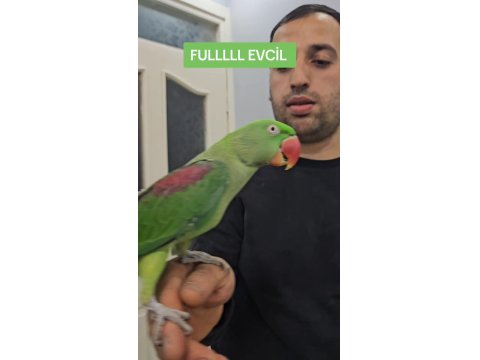 8 Aylık Full Evcil Alexander