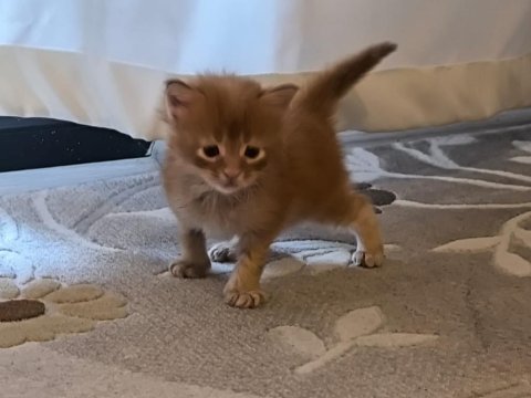 Xxl Boy Maine Coon Yavrular