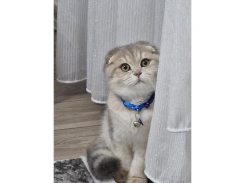 Uysal Ve Oyuncu Scottish Fold
