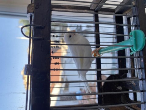 Dişi Bülbüllü Kanarya