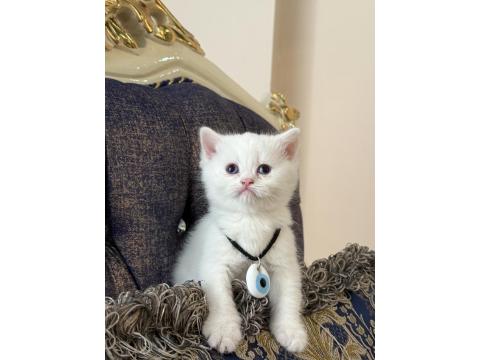 Yeni British Yavrularımız Rezerveli İlanda