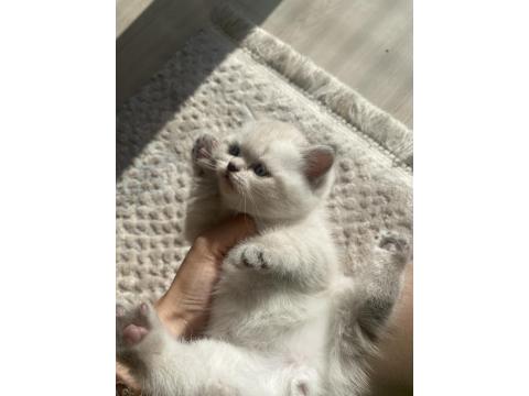 1 Aylık Maviş British Shorthair Yavrularımız