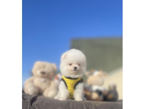Ayı Surat Pomeranian Boo Yavrular