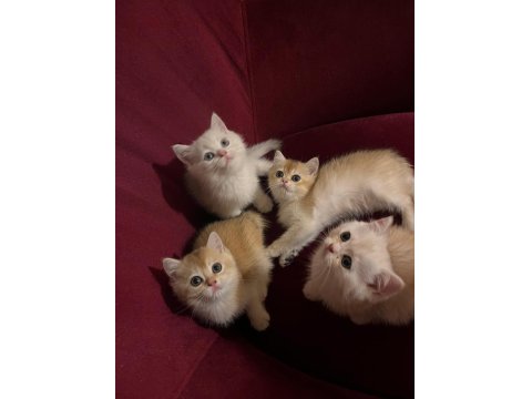 British Golden-Silver Asil Soylu British Shorthair Yavrular