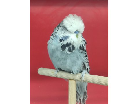 Show Muhabbet Kuşları