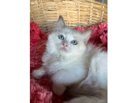 Okyonus Gözlum Ragdoll Kedim