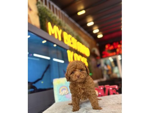 Toy Poodle Irk Ve Sağlık Garantili