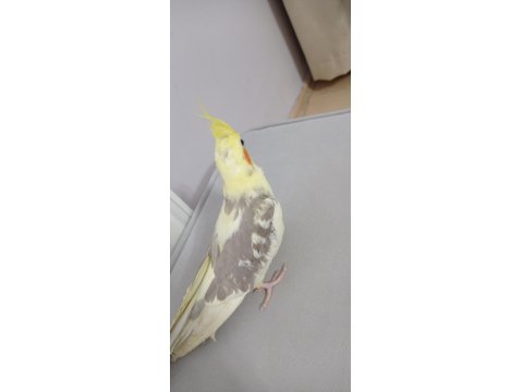 Erkek Yavru Sultan Papağanı 3 Aylık Ele Alışık Evcil