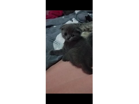 Kısırlaştırma Desteği Karşılığı Ücretsiz Kediler