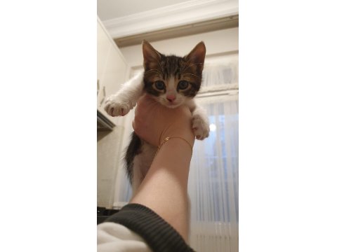 Van Kedisi Kırması