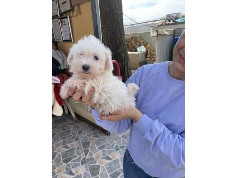 Minik Bir Mutluluk Topu Maltese Terrier