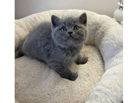 İşletmeden Evraklı Safkan British Shorthair Bebekler