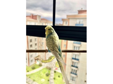 25Li Jumbo / Show Jumbo Takım Muhabbet Kuşlar