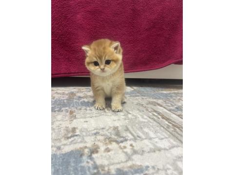 Saf Kan 2 Erkek Kardeş Golden British Kedimiz