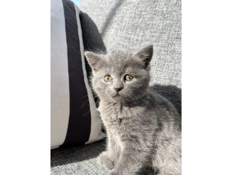 British Shorthair Kedisi