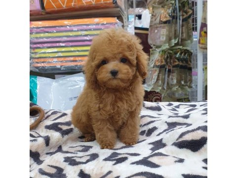 Toy Poodle Köpeği Yavruları