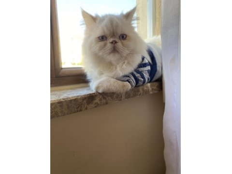 İran Persian Kedimiz