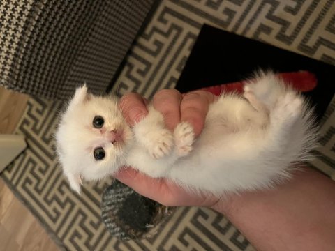 Minik British Shorthair Patiler Yeni Yuvalarını Arıyor!