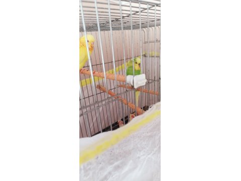 Yavru Ve Yetişkin Çift Muhabbet Kuşu