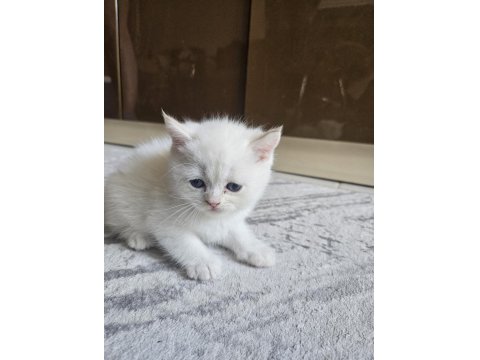 Scottish Straight Erkek Bebeklerim