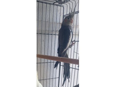 Yavru Sultan Papağanı