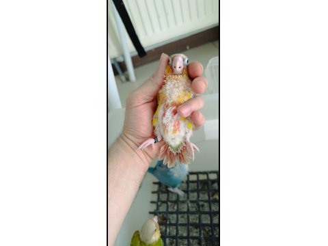 Wc Eğitimli El Besleme Konur