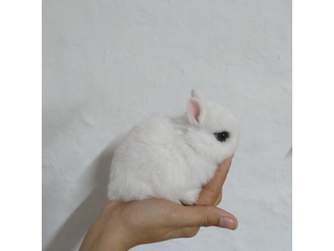 Orjinal Cüce Tavşanlar